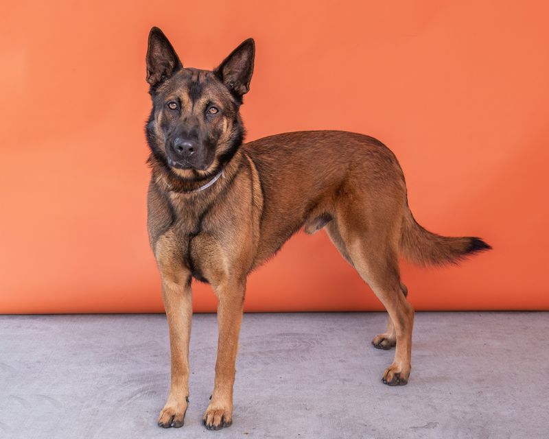 Belgian Malinois