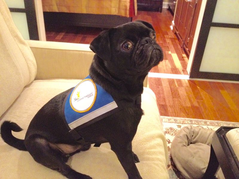 Pug