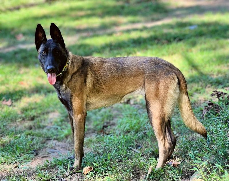 Belgian Malinois