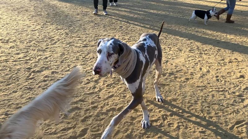 Great Dane