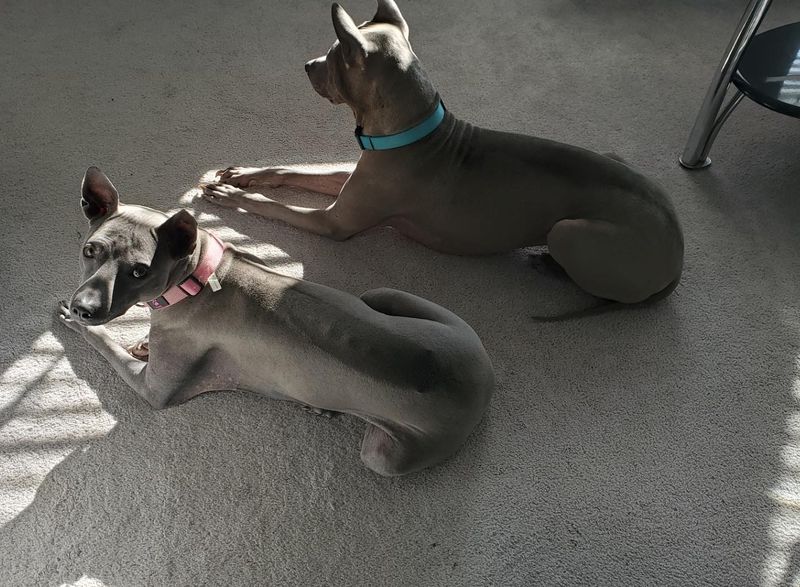 Thai Ridgeback