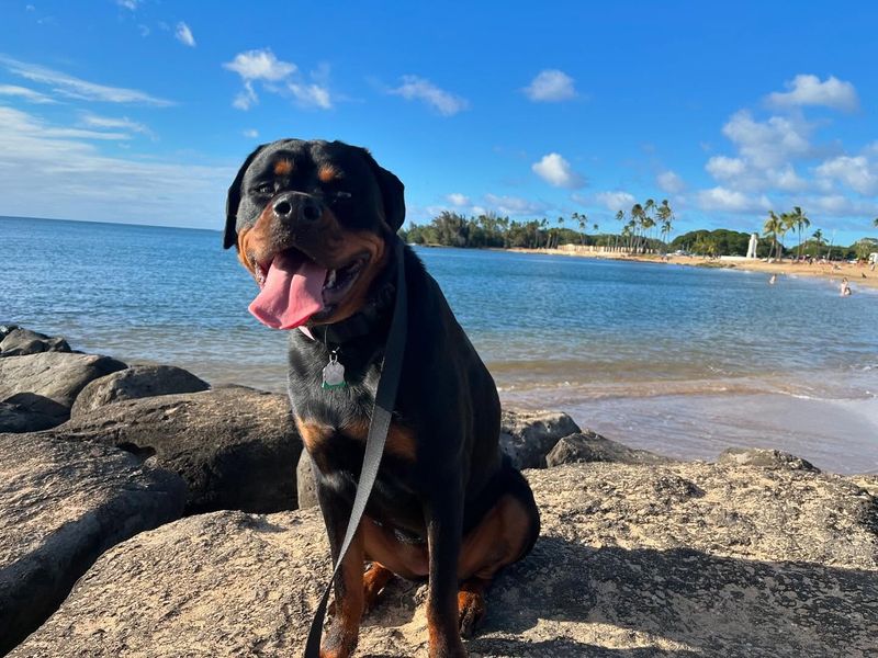 Rottweiler