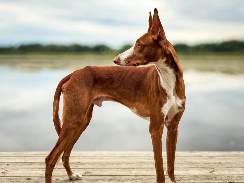 Ibizan Hound