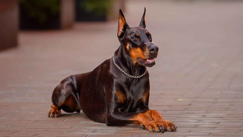 Doberman Pinscher