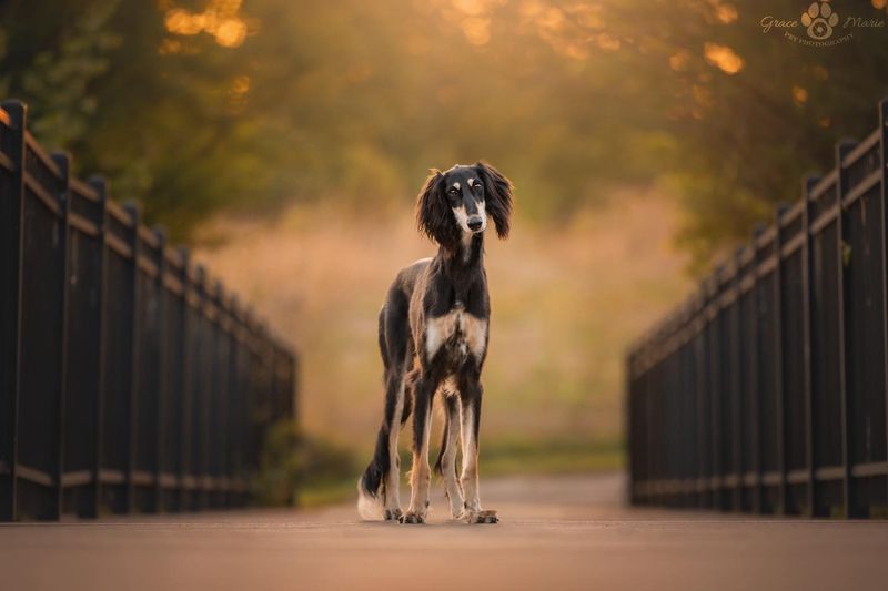 Saluki