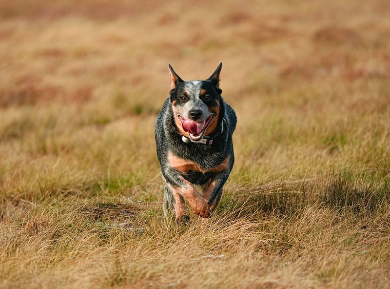 Australian Cattle Dog