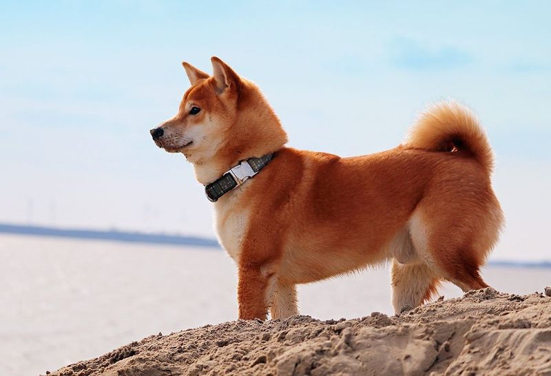 Shiba Inu