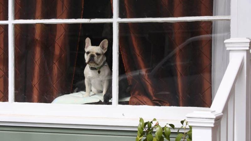 Anticipating Owners' Return