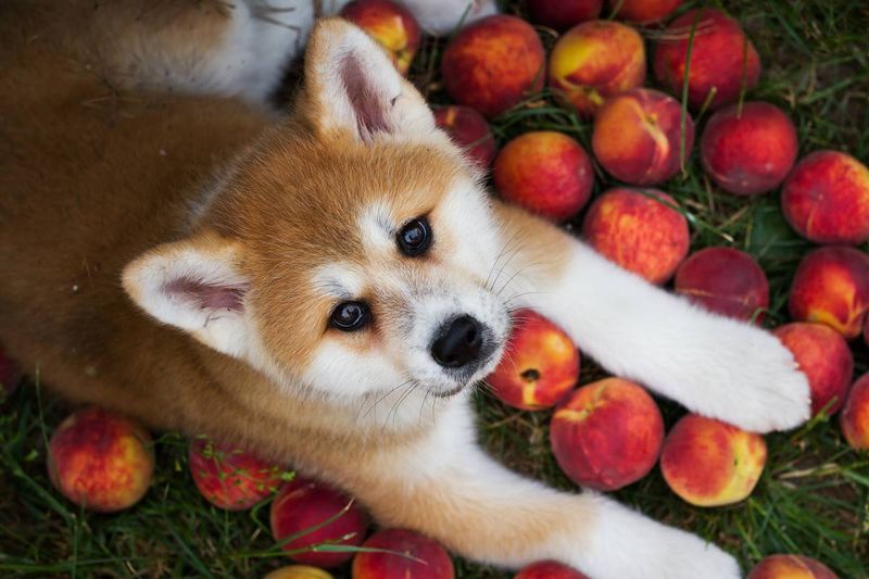 Peaches