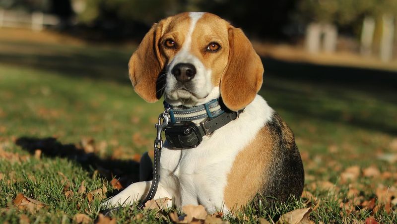 Beagle