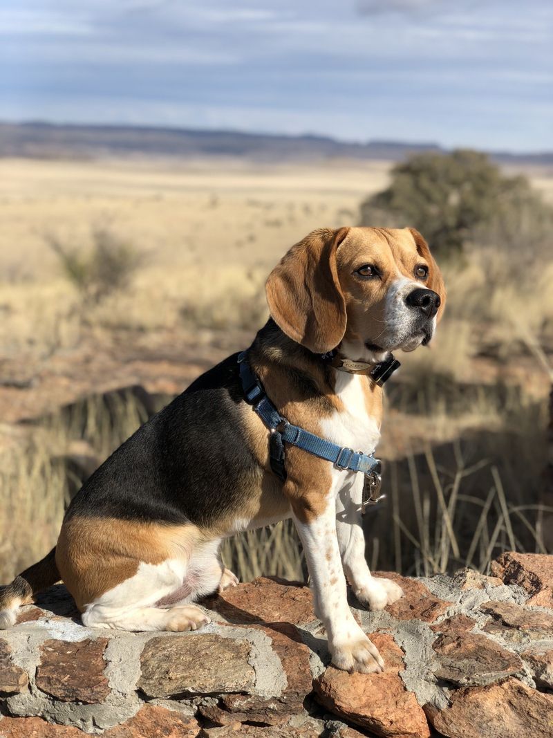 Beagle