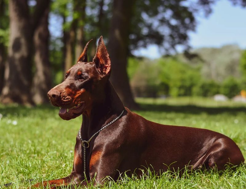 Doberman Pinscher