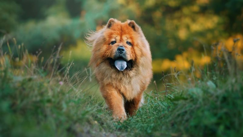 Chow Chow