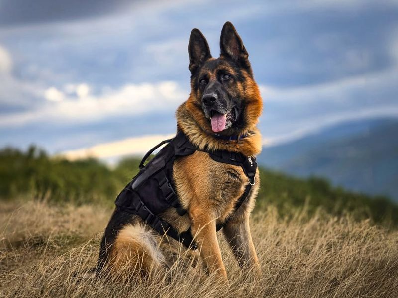 German Shepherd