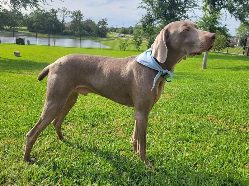 Weimaraner