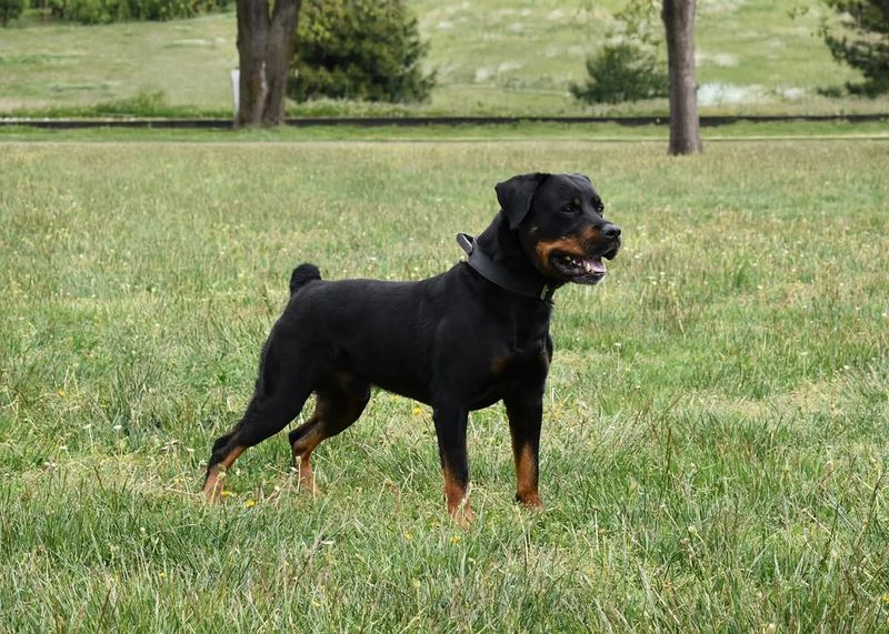 Rottweiler