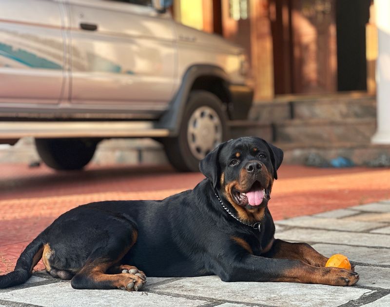 Rottweiler