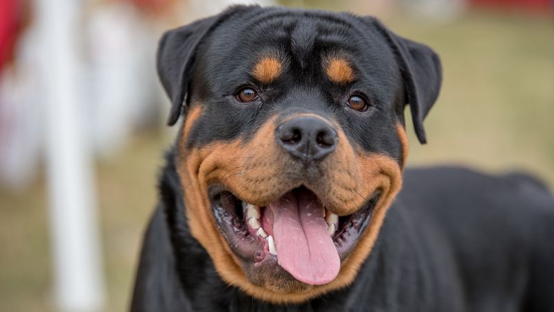 Rottweiler
