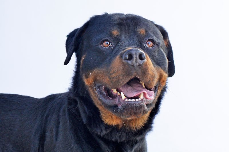 Rottweiler