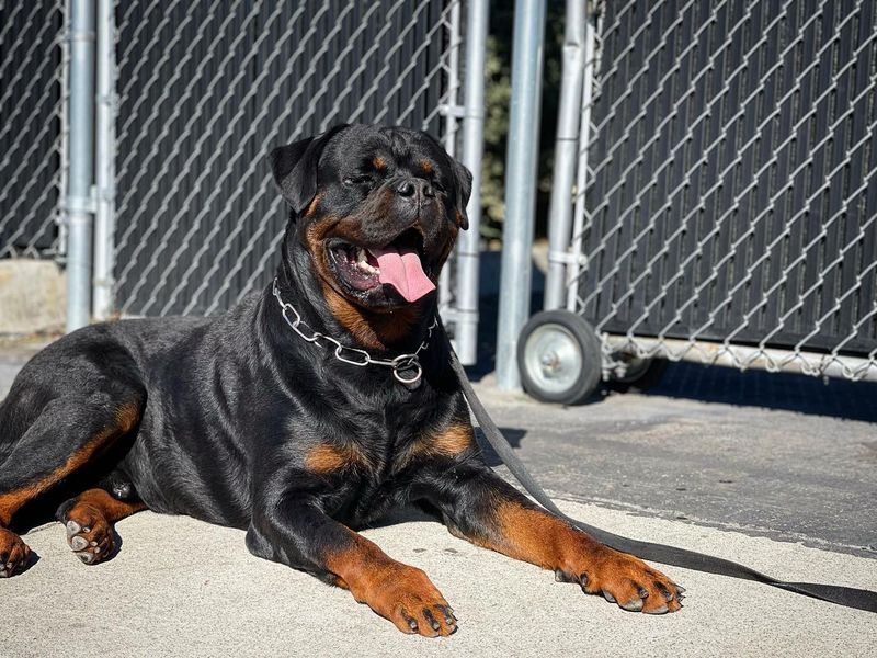 Rottweiler