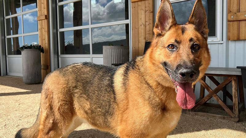 German Shepherd