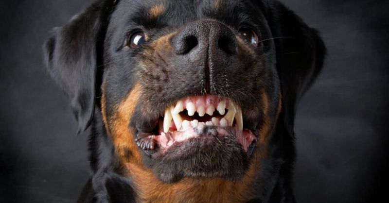 Rottweiler