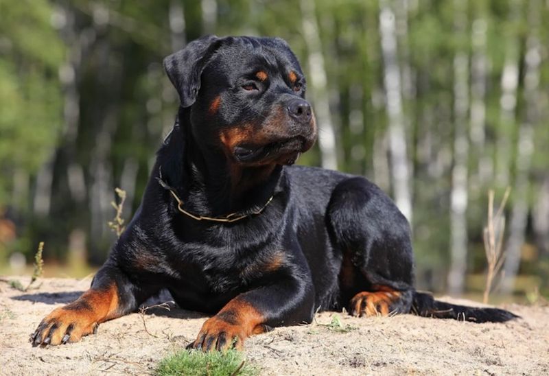 Rottweiler