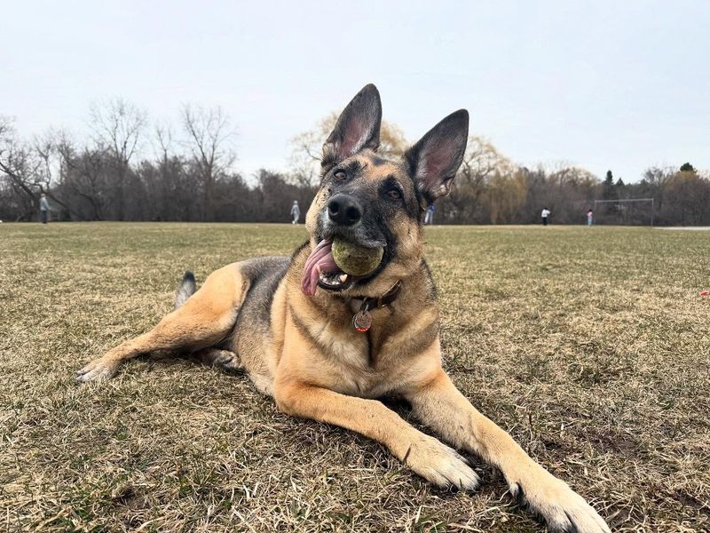 German Shepherd