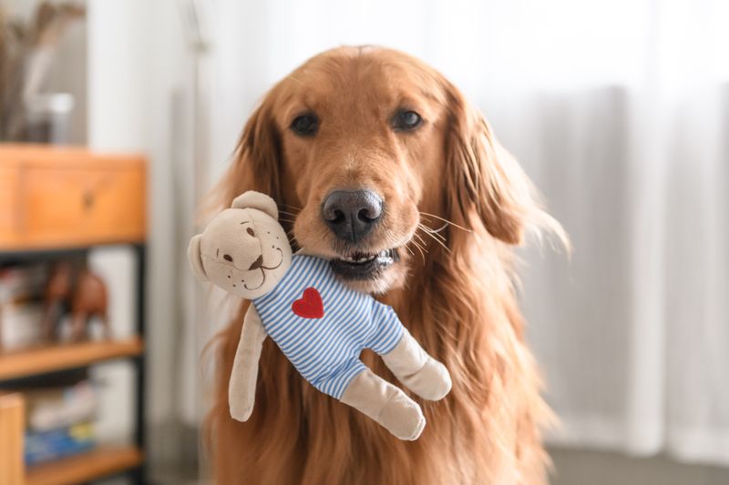 Stuffed Animals