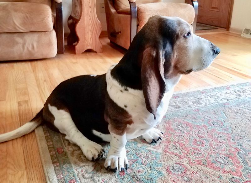 Faithful Shadow