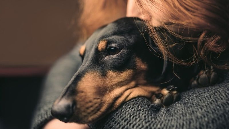 Loyal Companionship