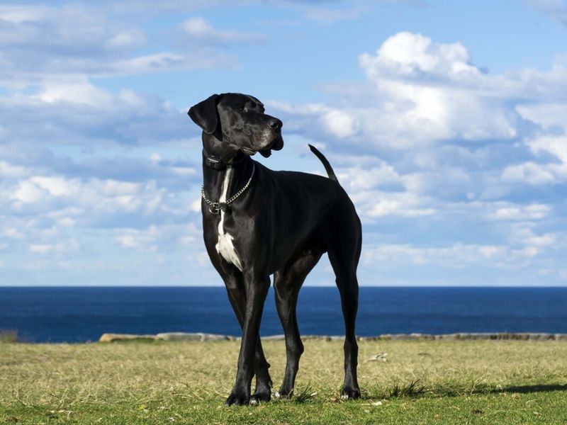 Noble Friend: The Great Dane