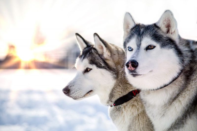 Pack Loyalty
