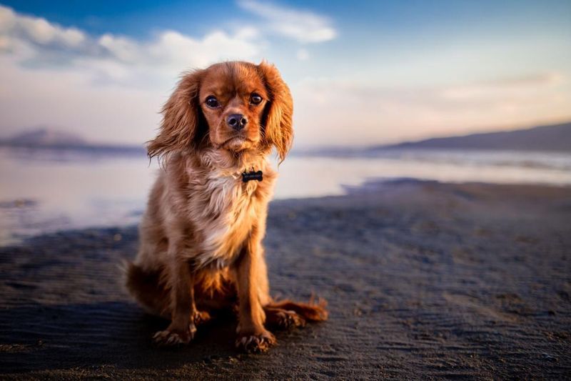 Gaze of Adoration