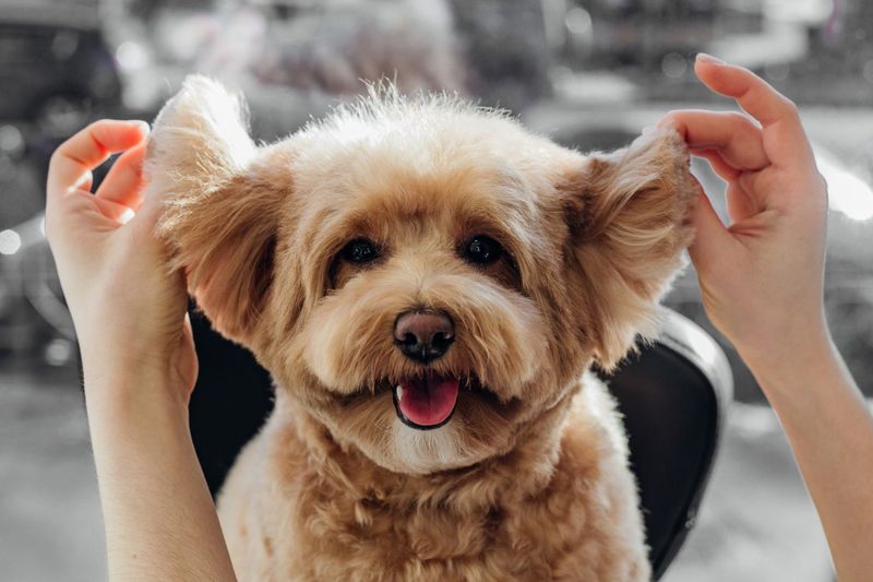 Lively Lhasapoo