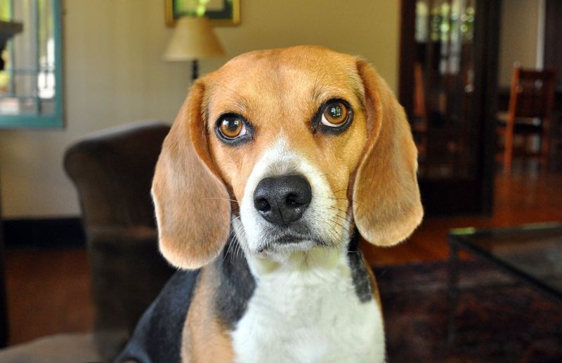 Beagle