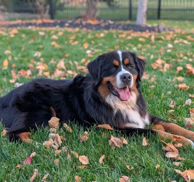 Bernese Mountain Dog