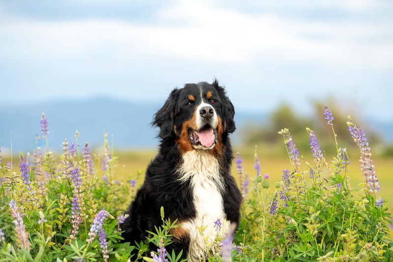Bernese Mountain Dog