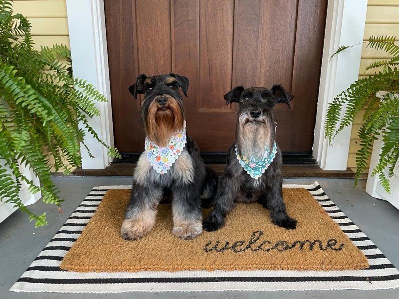 Miniature Schnauzer