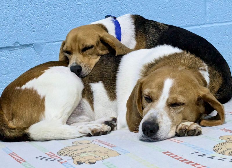 Beagle