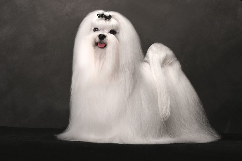 Maltese