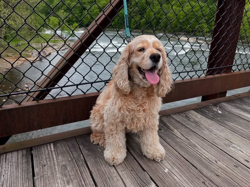 Cocker Spaniel