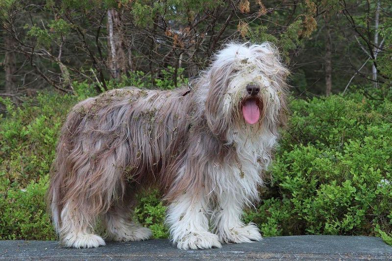 Bearded Collie