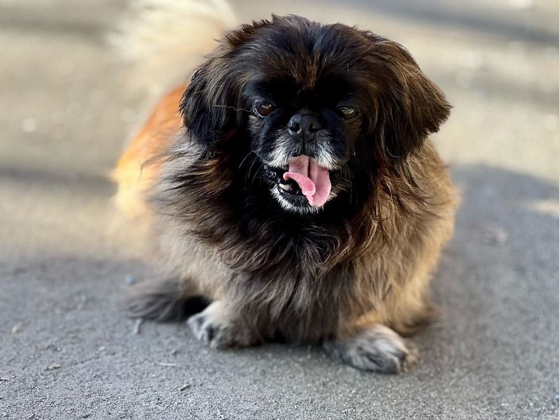 Pekingese
