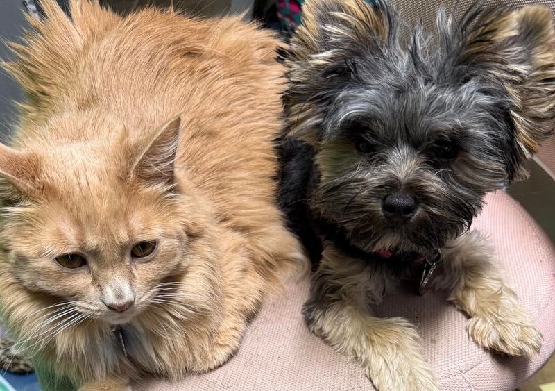 Yorkshire Terrier