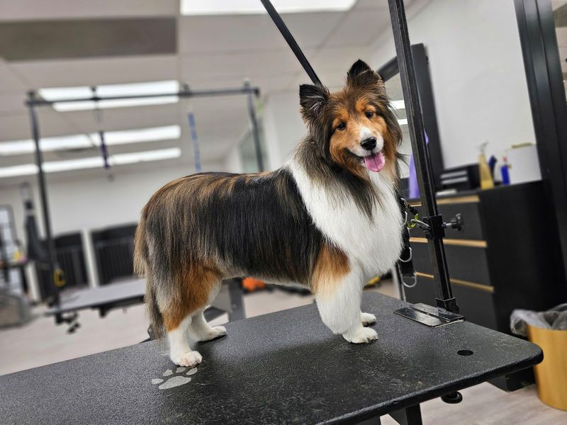 Shetland Sheepdog