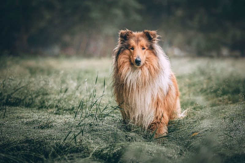 Collie