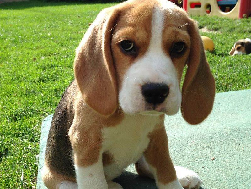 Beagle