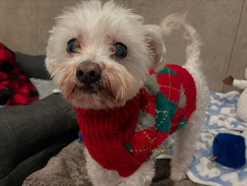 Maltese