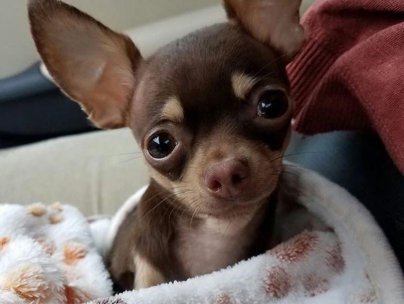 Chihuahua